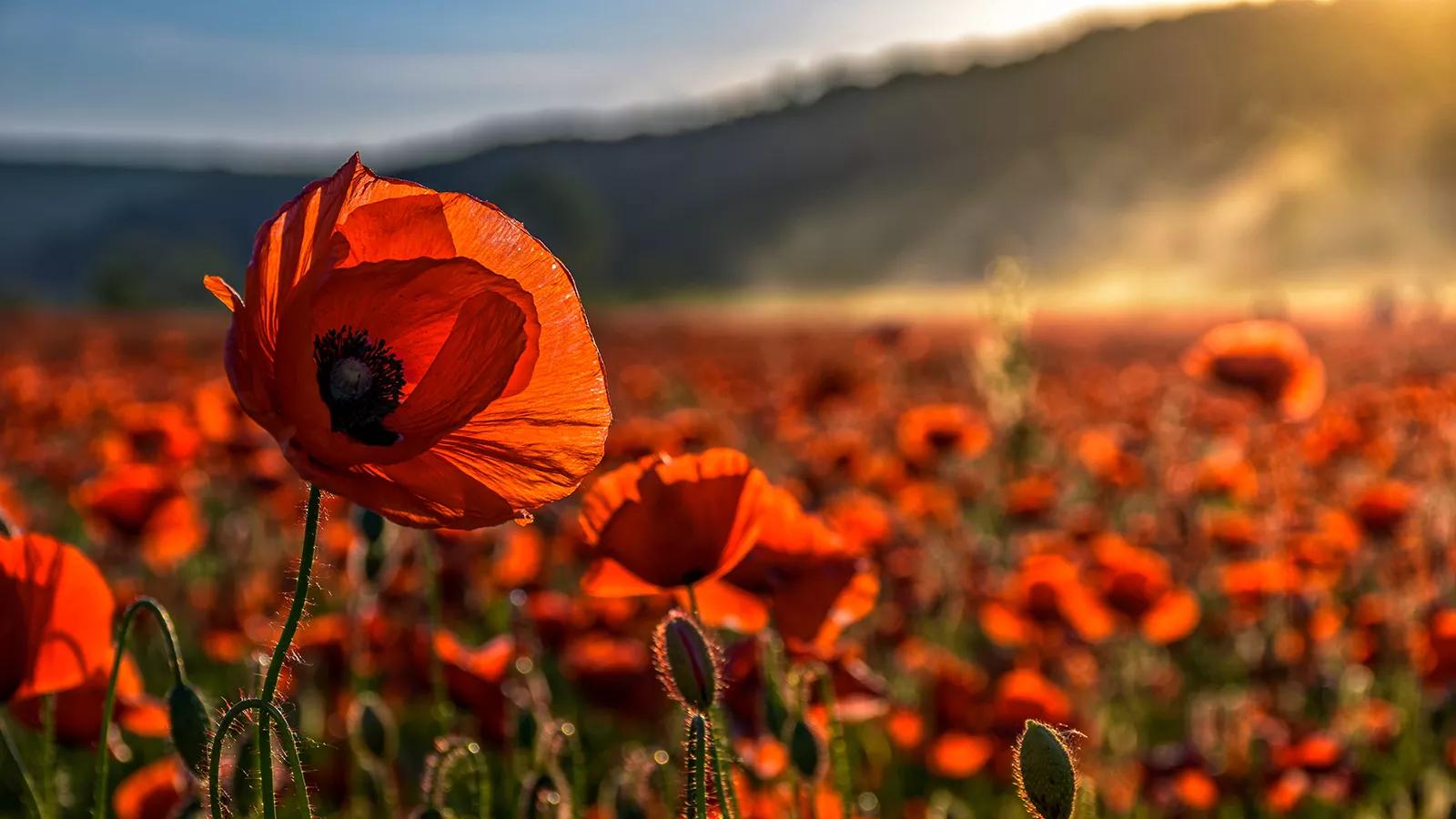 Remembrance Day 2024