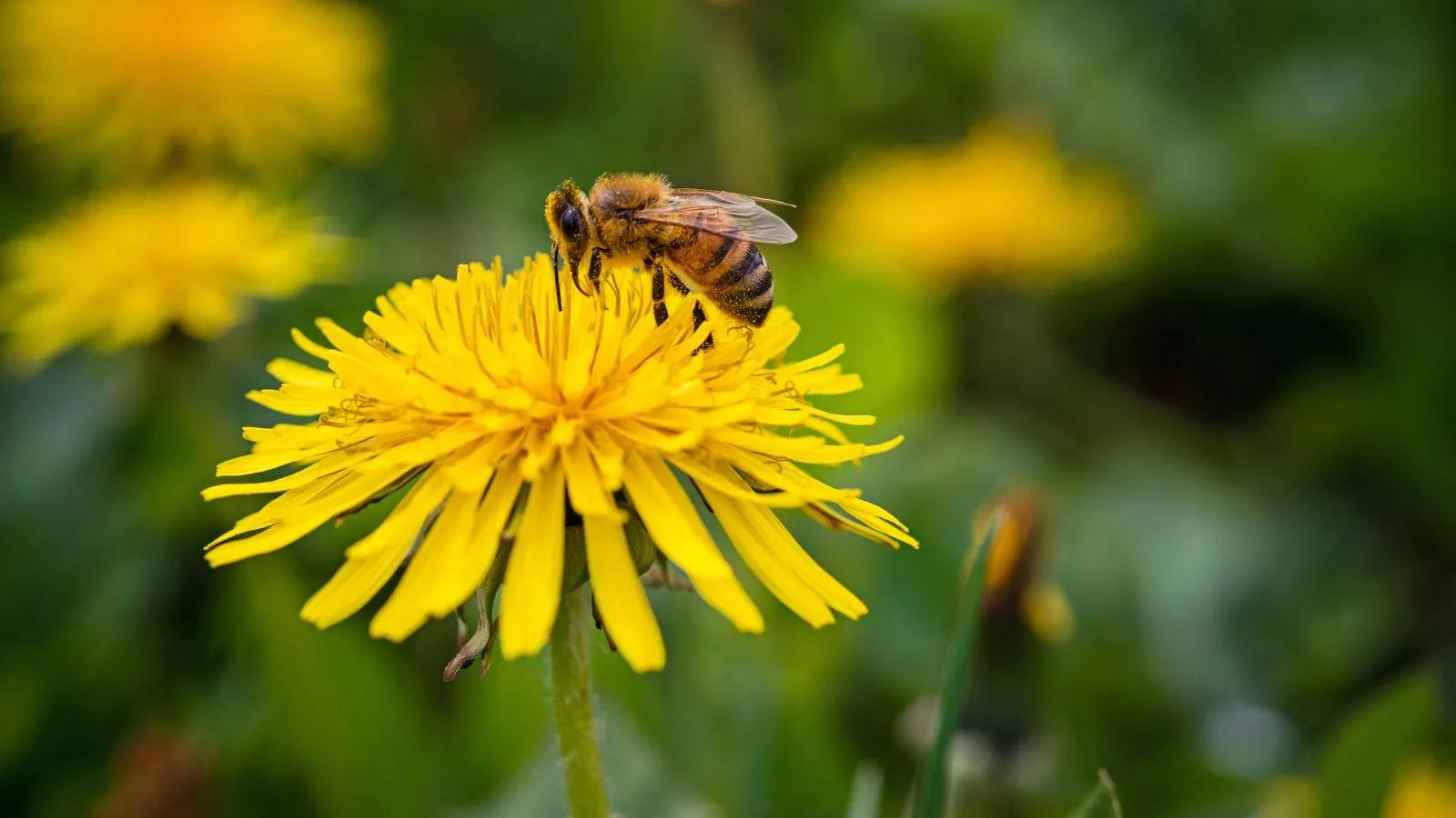 [CF Carrefour Laval] The Dandelion Challenge