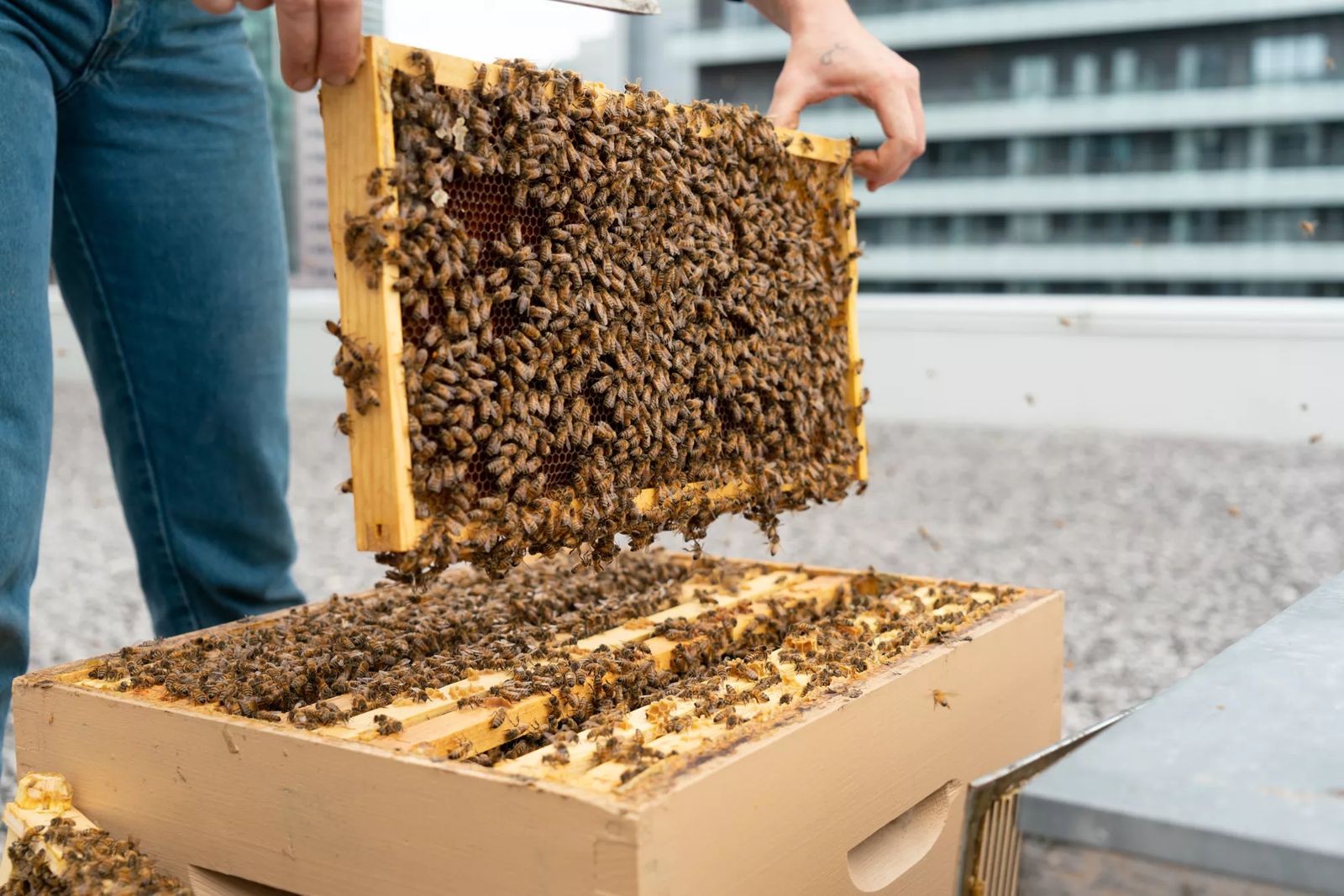 Urban Beekeeping