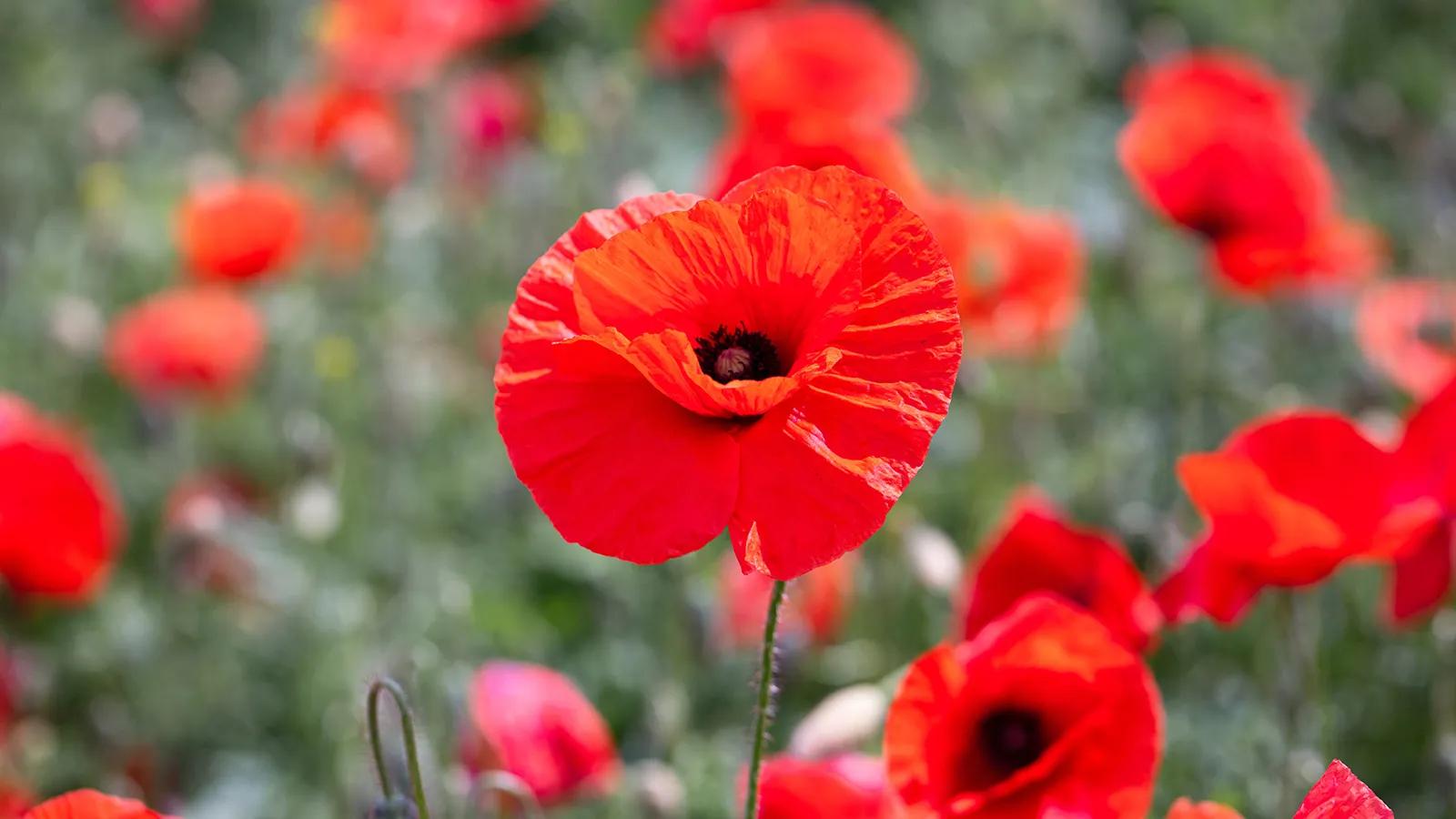 Remembrance Day 2026