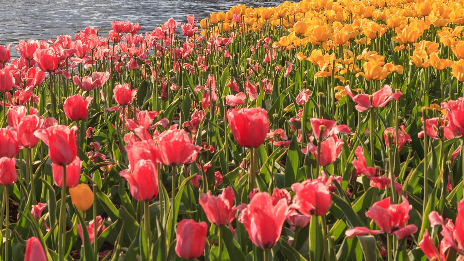 [CF Rideau Centre] Tulips in Bloom