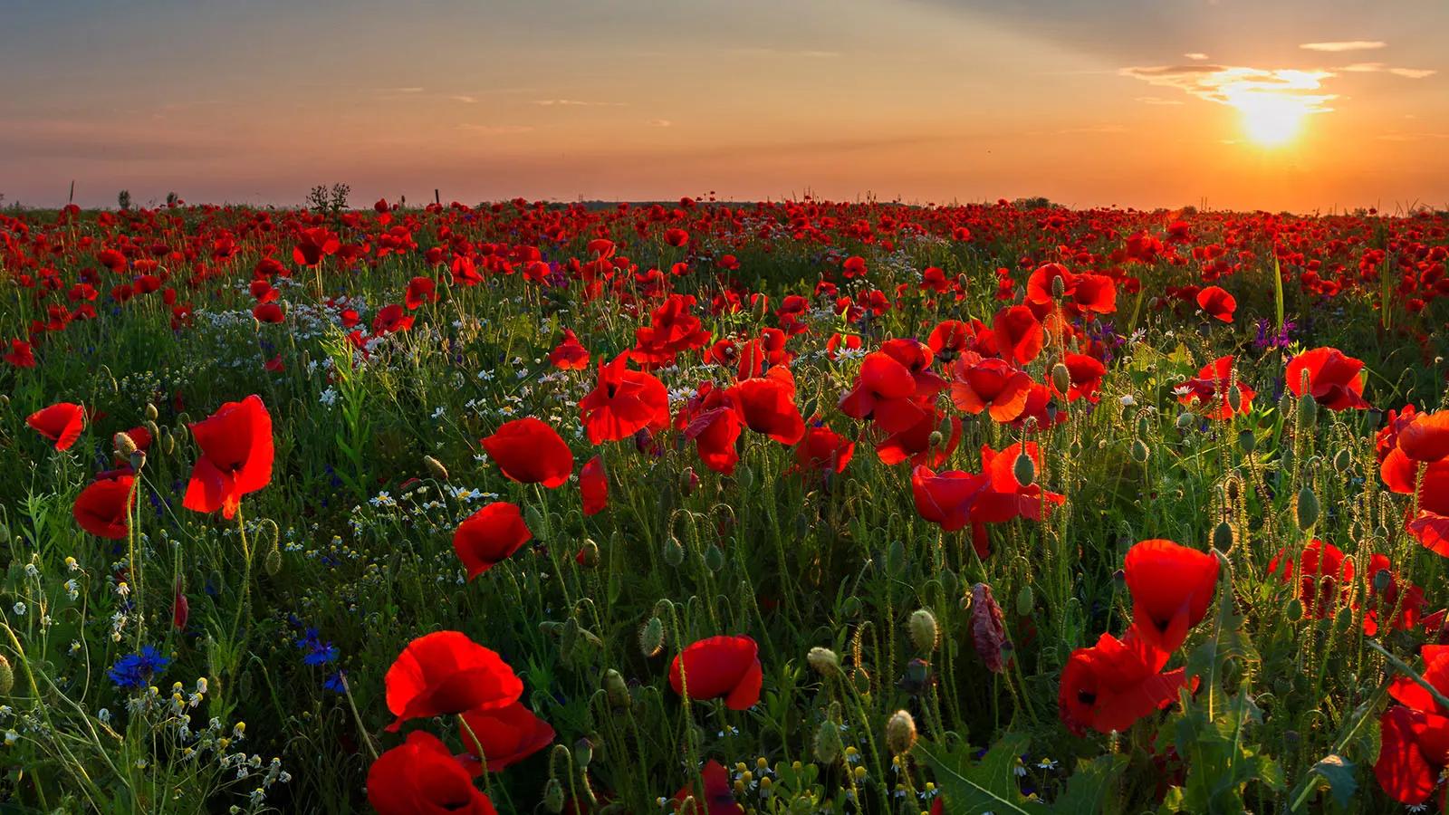 Remembrance Day 2025