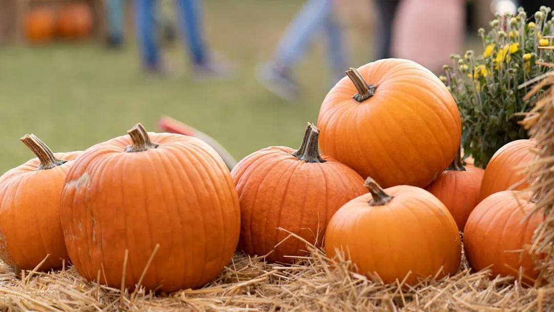 [CF Promenades St Bruno] Halloween Event 