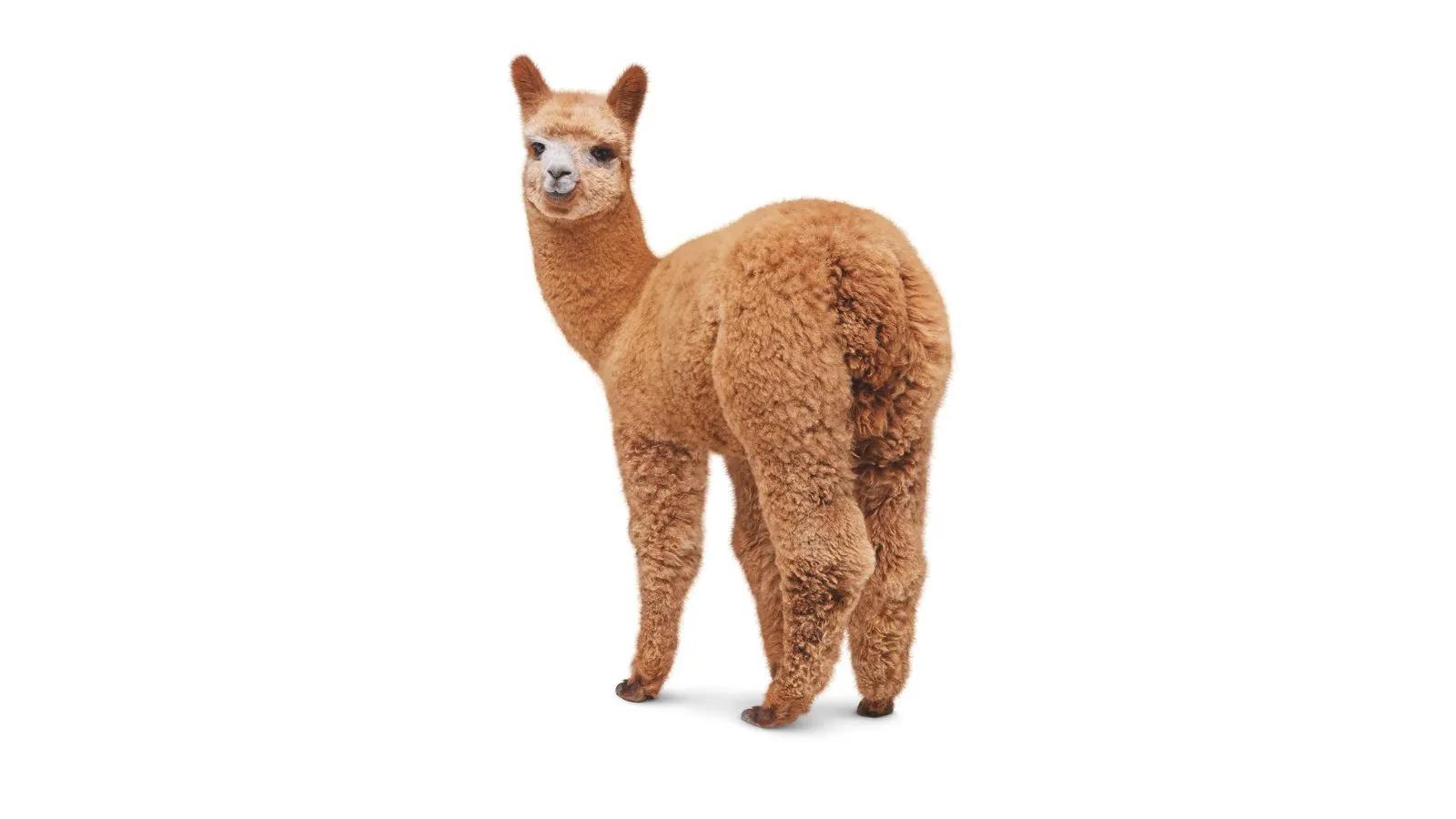 [CF Richmond Centre] Meet the TELUS Topiary Alpaca