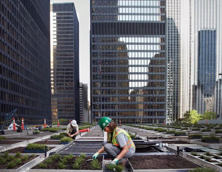 TD Centre Living Rooftop