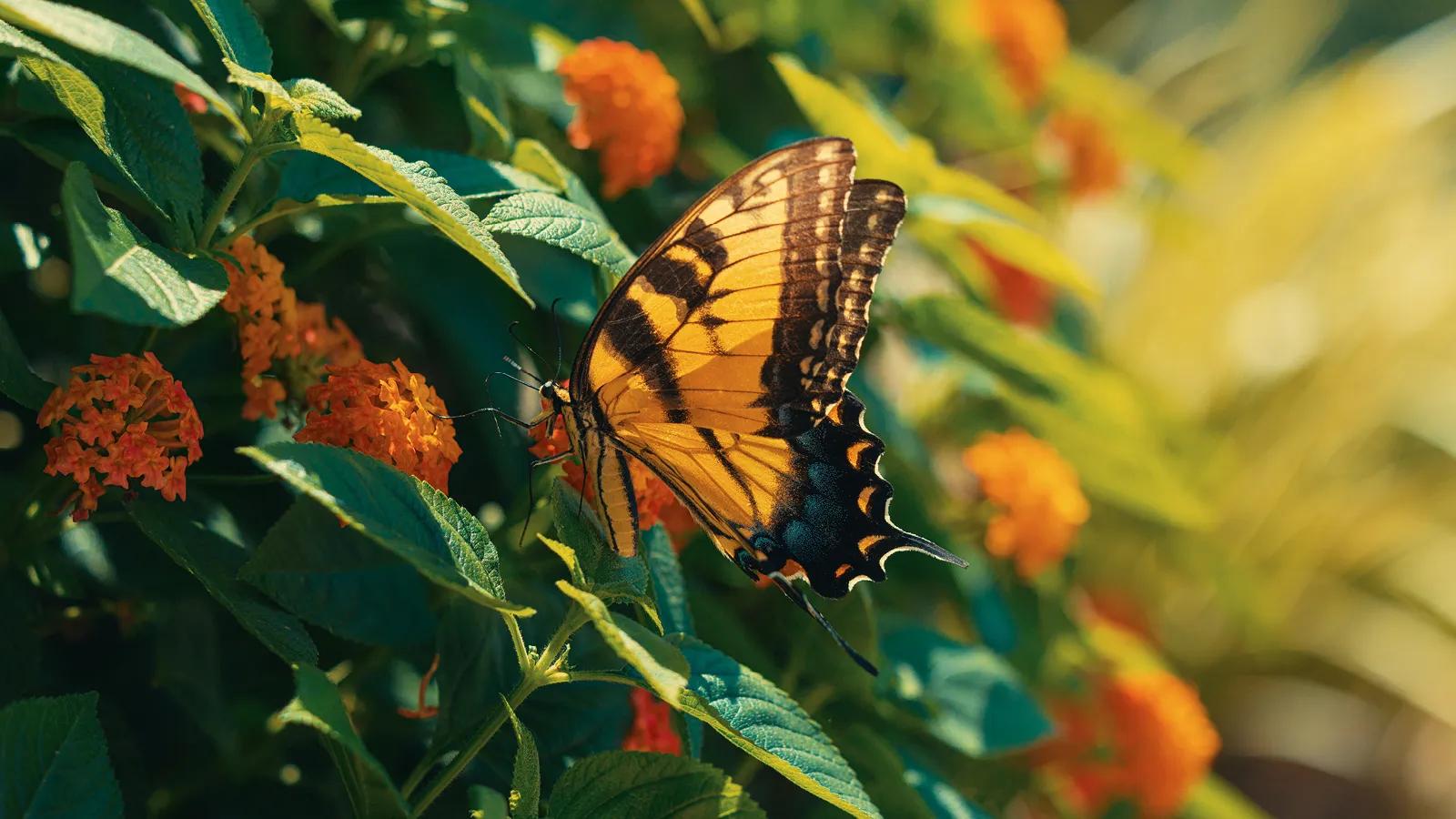 [CF Carrefour Laval] Garden Stopovers: An Enchanted Autumn Forest