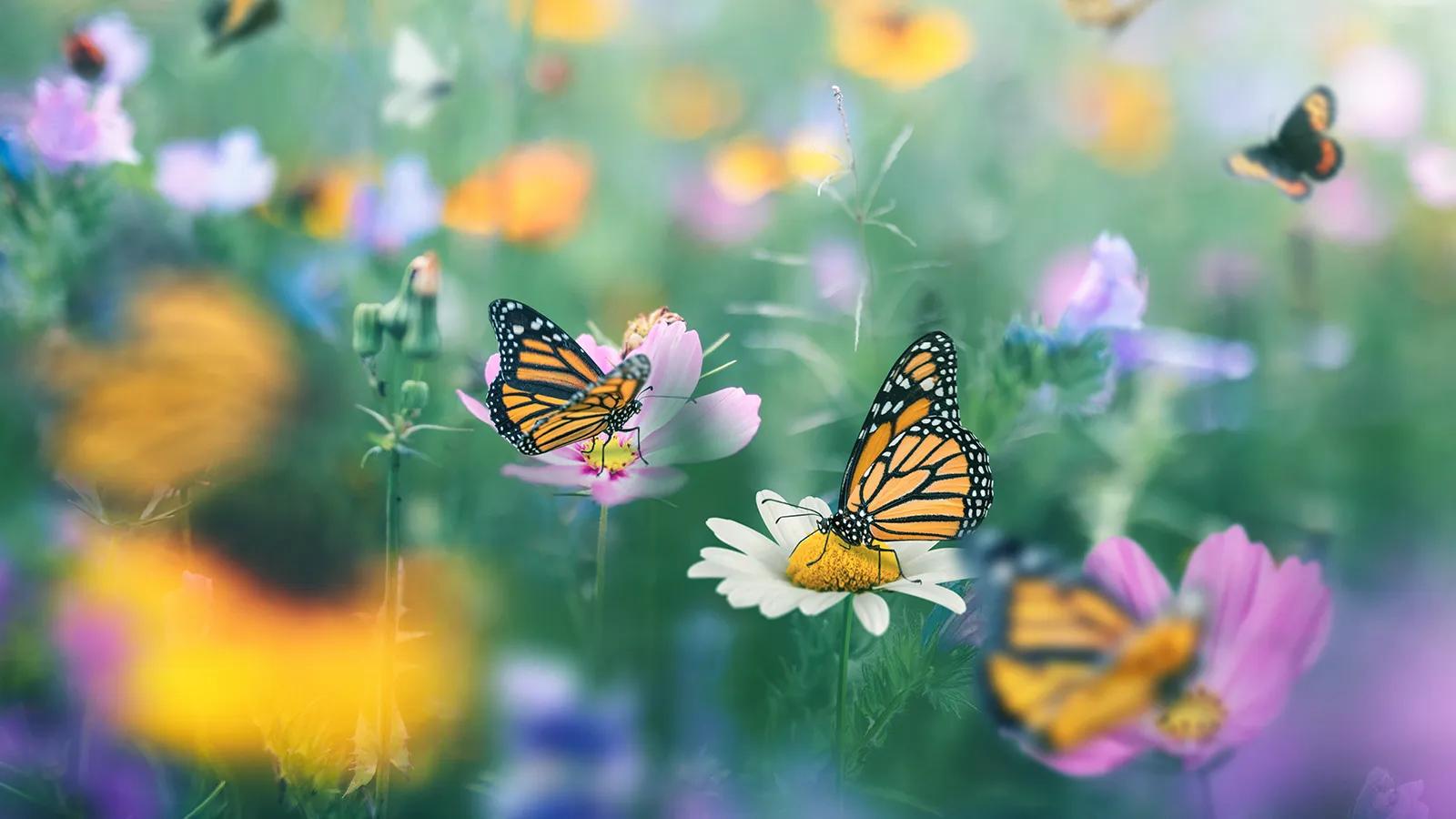 [CF Sherway Gardens] Step Into Our Butterfly Gardens Immersive Installation
